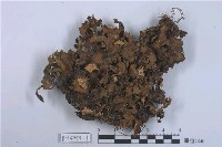 藏品(霜地卷)的圖片